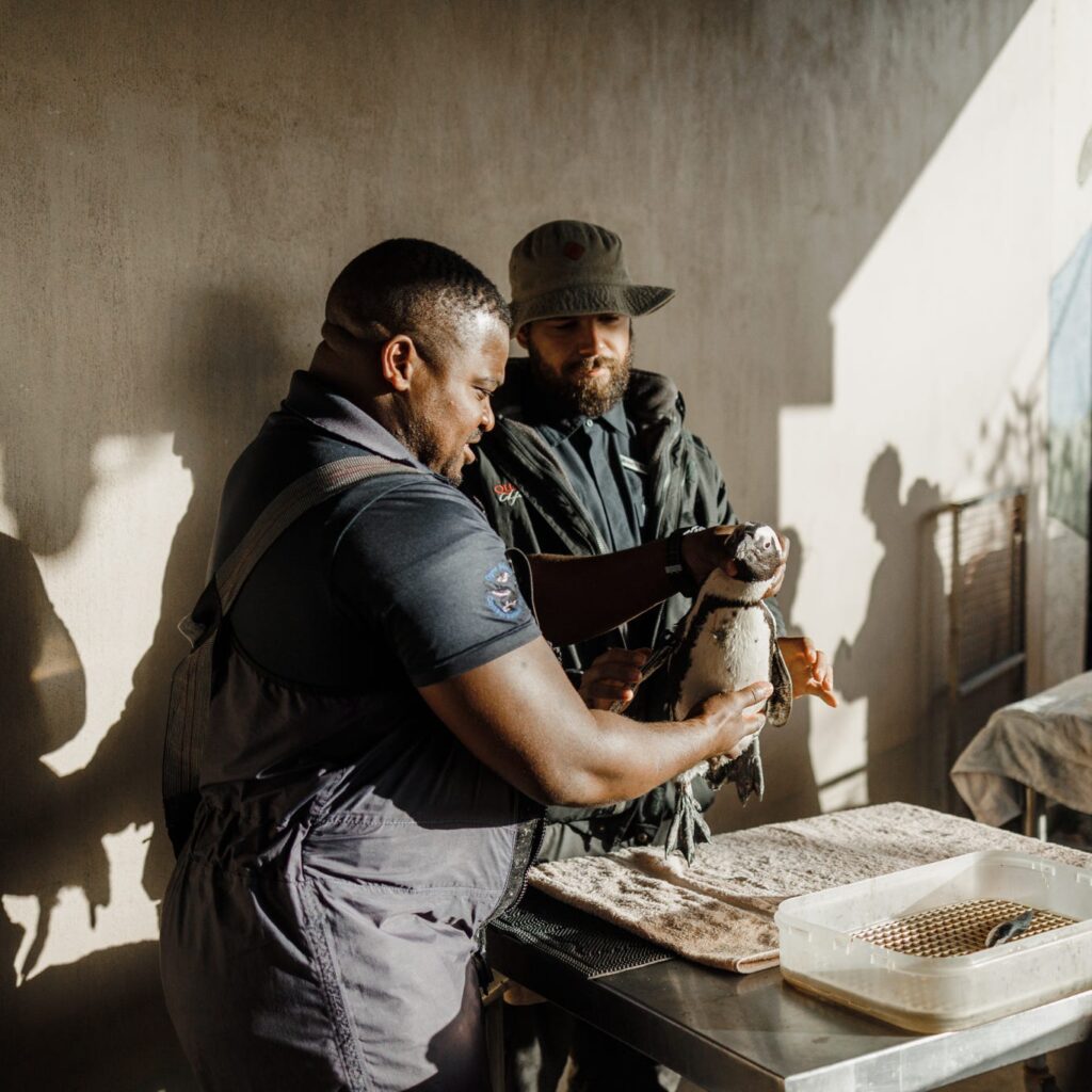 مرکز نگهداری پنگوئن‌های آفریقای جنوبی